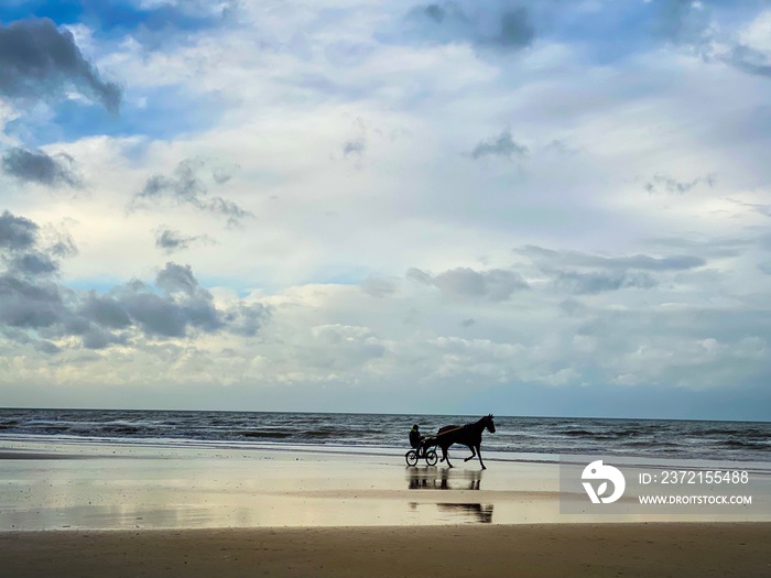 horse on the beach