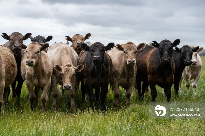 Angus Cattle grazing in Austrlia