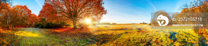 Wald und Wiese im Herbst全景