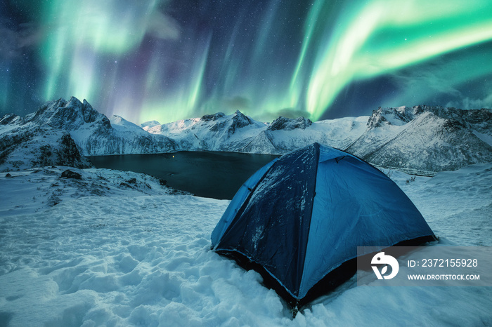 Blue tent camping on snowy hill with Aurora Borealis dancing on mountain range in Senja Island
