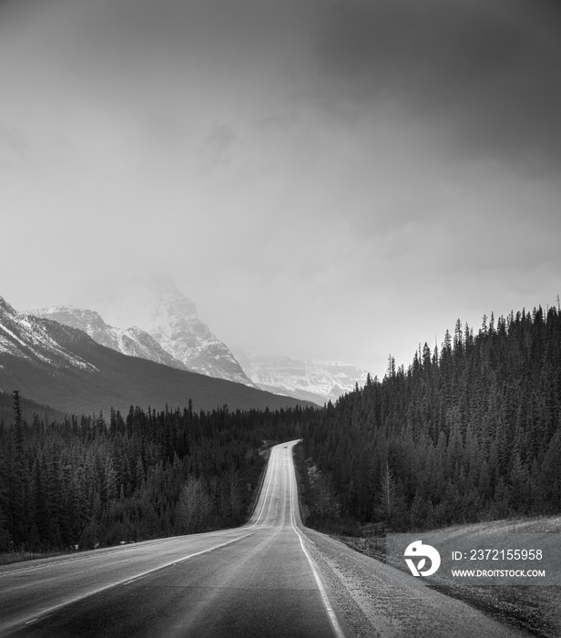 晴空下森林中央道路的灰度垂直拍摄