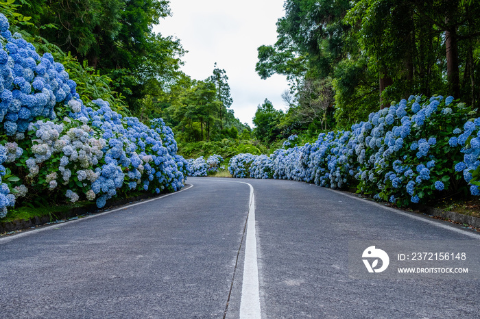 Azores, empty road with white and blue hydrangea flowers at the roadside at São Miguel island Açores