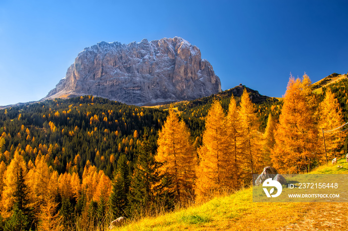 多洛米蒂阿尔卑斯山的秋色，有美丽的黄色落叶松和backgro上的Sassolungo山