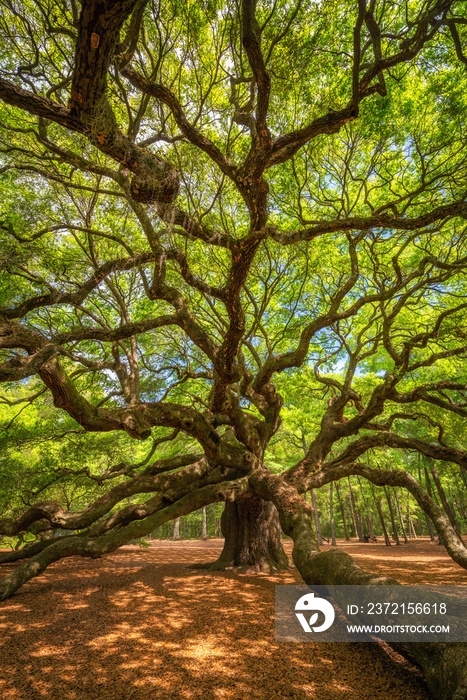 Underneath Angel Oak Tree 