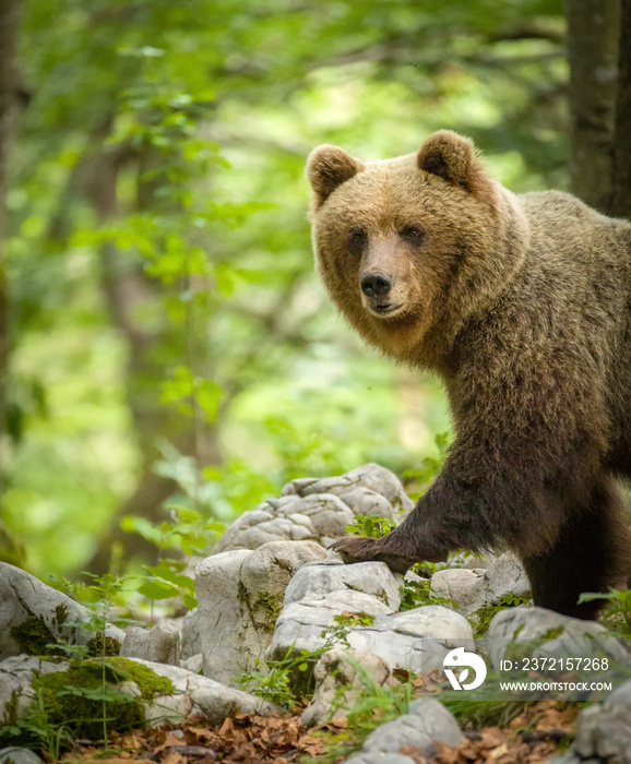 斯洛文尼亚棕熊形象