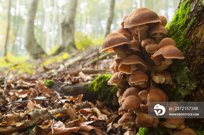 Mushrooms on tree trunk. Autumn landscape. Brown mushrooms