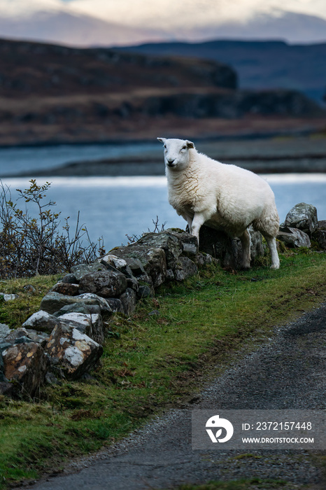 Sheep stood on a wall