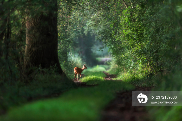 Alert roe deer on a summer forest trail.