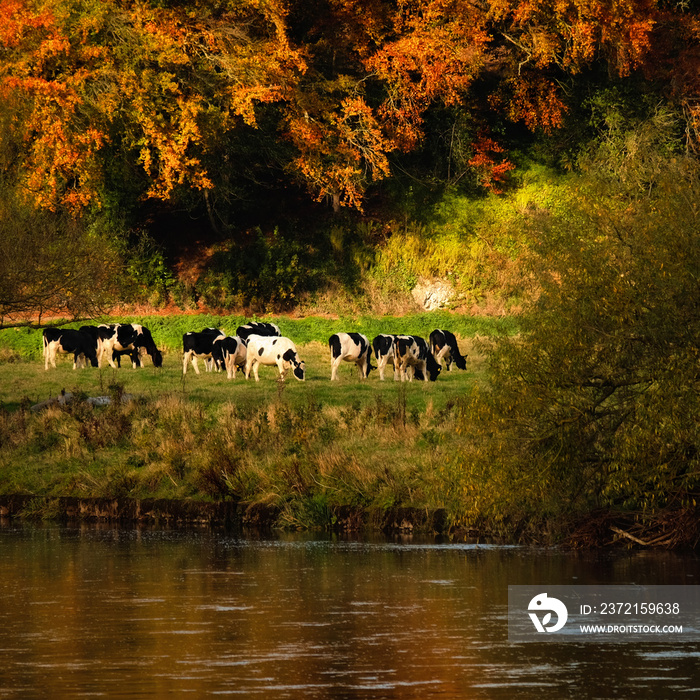 秋天的奶牛景观