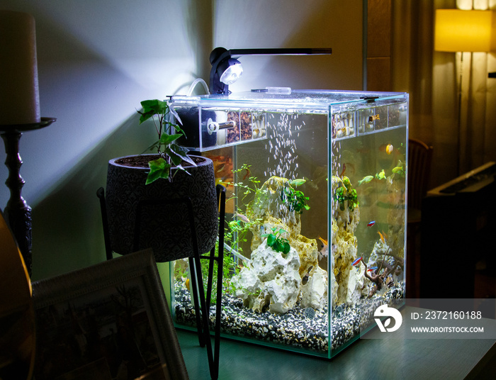 Aquarium with fish on a table. Nano Aquarium in the home interior. Light in the aquarium in the even