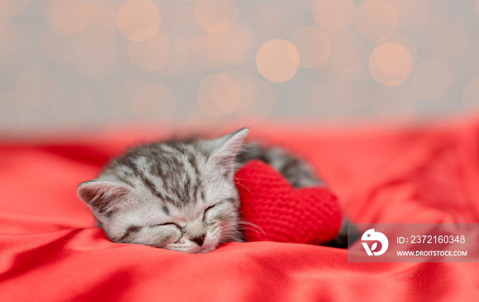 Tabby小猫睡在红心缎面床上用品里。情人节概念。俯视图