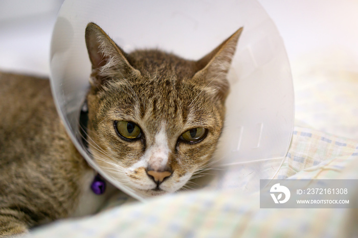 生病的猫头上戴着兽医锥，以保护猫不舔舐伤口。