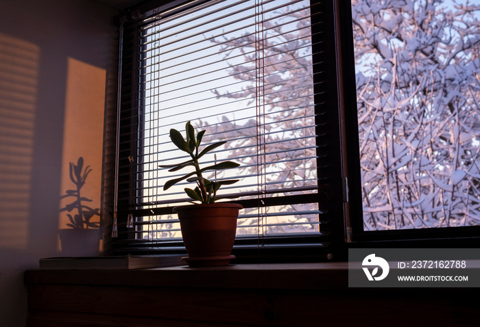 Plant on windowsill, winter landscape out of window