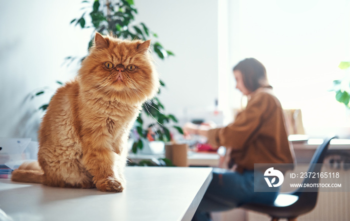 可爱的姜黄色猫坐在桌子上，而他的情妇在桌子旁工作。