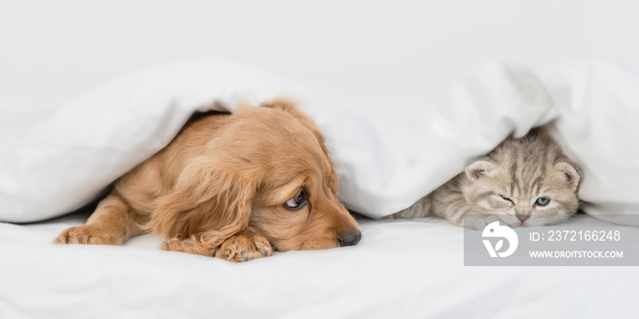 英国可卡犬小狗看着小猫。宠物们一起躺在温暖的白色毯子下