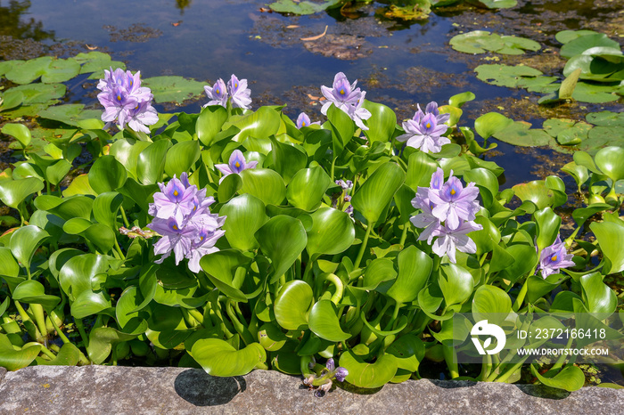 Primo piano di un laghetto con piante acquatiche con fiori violetti, giacinto dacqua, Eichhornia cr