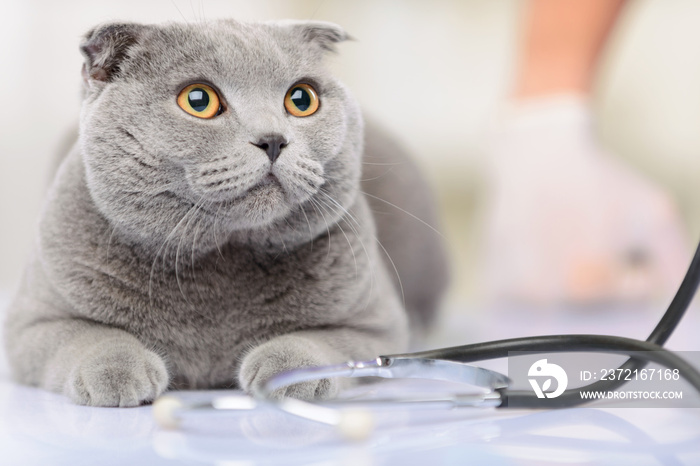 Positive vet examining a cat