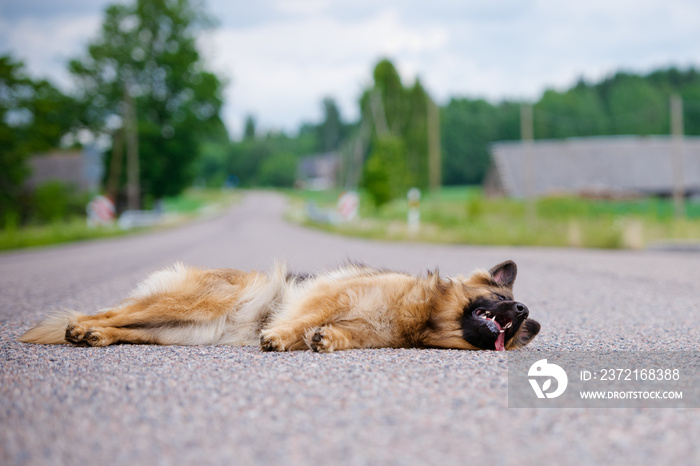 dog lying down on the road