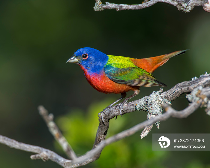 栖息在栖木上的雄性彩绘Bunting