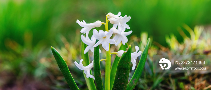 花园里的白色风信子，背景模糊，春花盛开