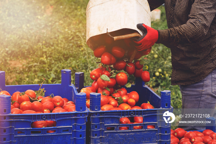 一个人摘下一茬西红柿，把它们放在菜园里的盒子里。在田里收割。