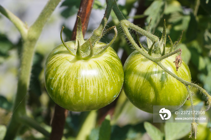 Green zebra tomatoes ripening in a vegetable garden during summer