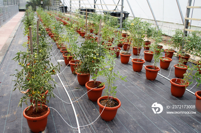 用现代方法种植西红柿。它是在花盆里种植的。用自滴式辐照