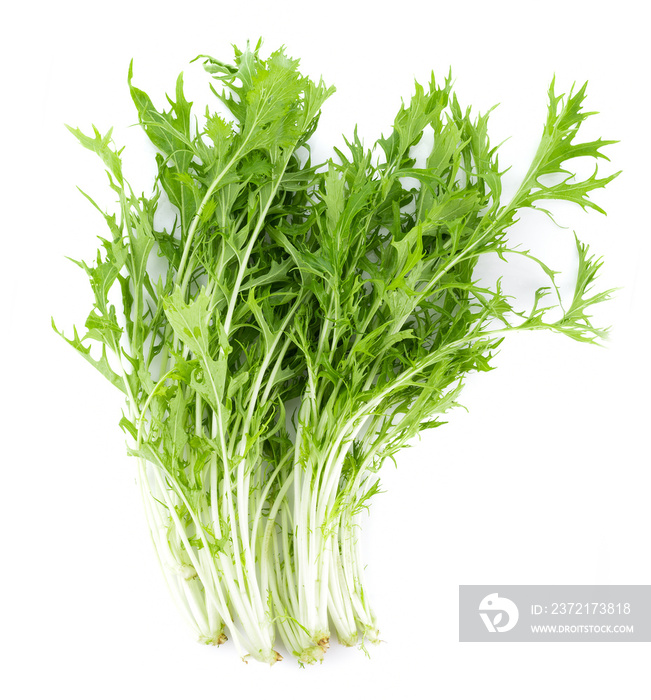 Mizuna lettuce isolated Japanese Mustard, vegetable salad for good health on white background