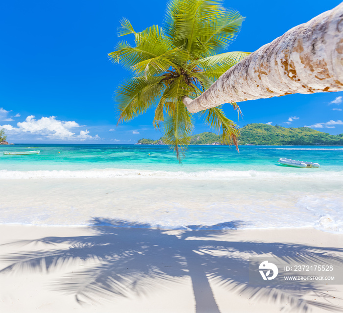 palm tree on the beach , Mahé, Seychelles 