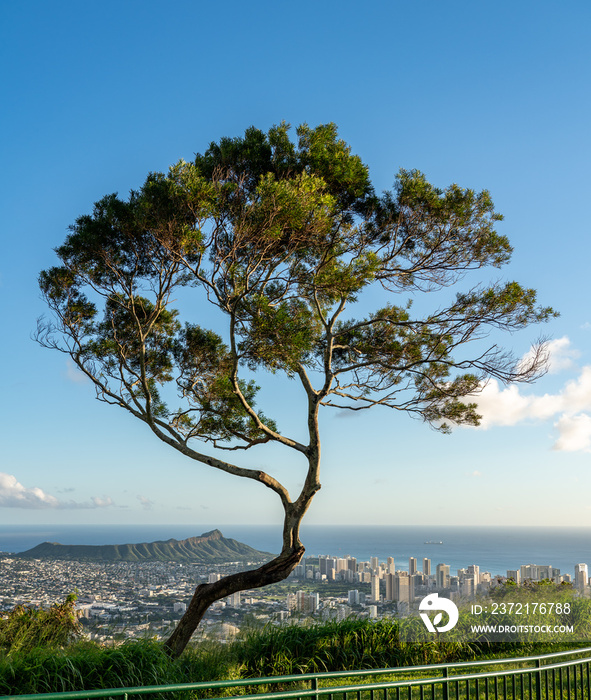 夏威夷瓦胡岛Tantalus Overlook上的威基基、火奴鲁鲁和钻石头的树木构成全景