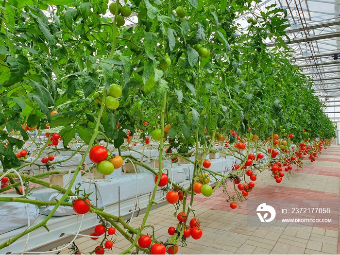 彩色番茄（蔬菜和水果）生长在室内农场/垂直农场。