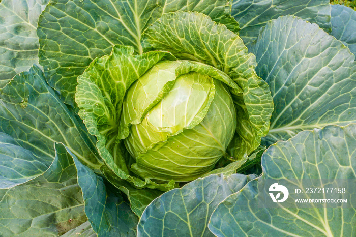 Green cabbage head in the garden