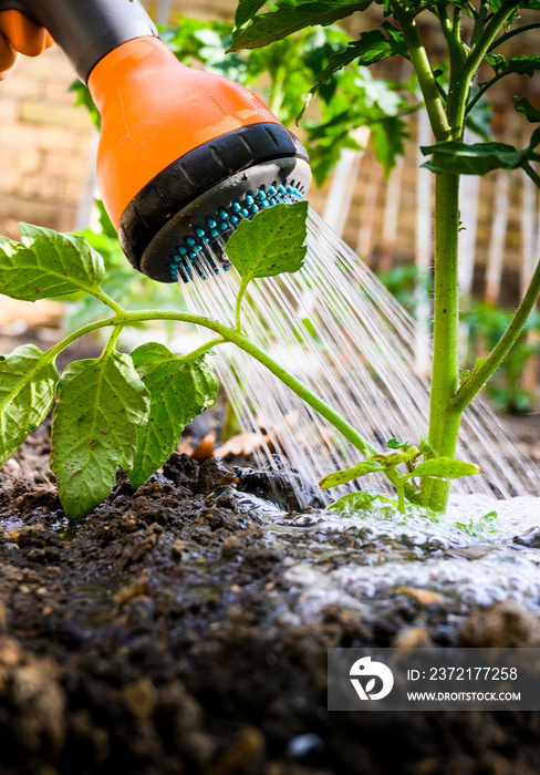 Watering seedling tomato in vegetable garden