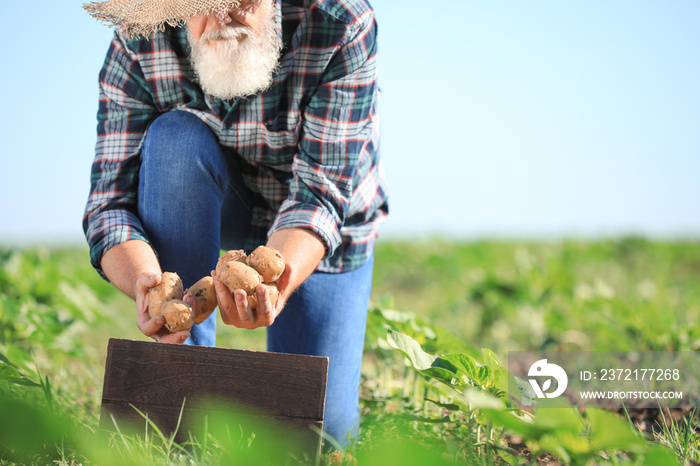 Senior male farmer with gathered potatoes in field