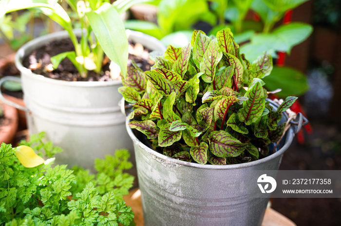 sorrel in a rustic metal pot as herb garden on the balcony for fresh cooking at home