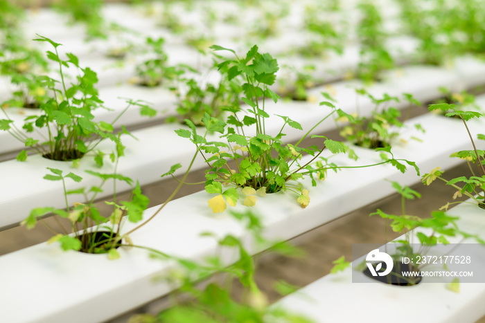 水培温室中的水培蔬菜植物（香菜或Cilantro）