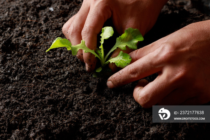 Close up Farmer hand planting sprout (Green oak lettuce) in fertile soil.