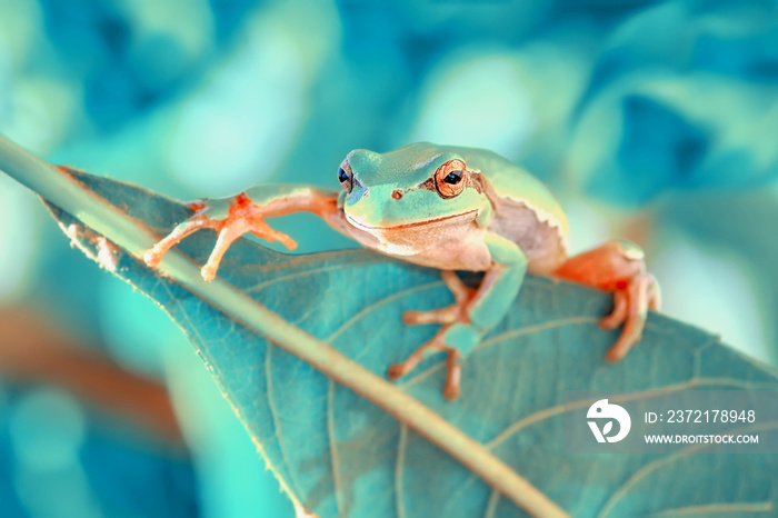 Beautiful Europaean Tree frog Hyla arborea 