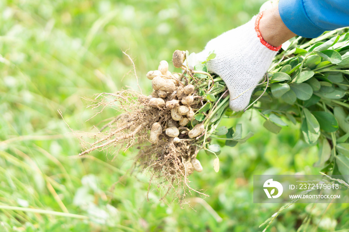 Closeup gardener holding fresh raw peanut with happy face in the green field, selective focus