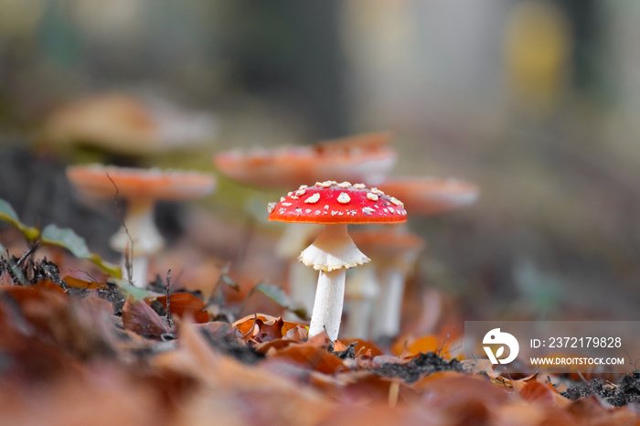 蘑菇特写，背景色彩鲜艳