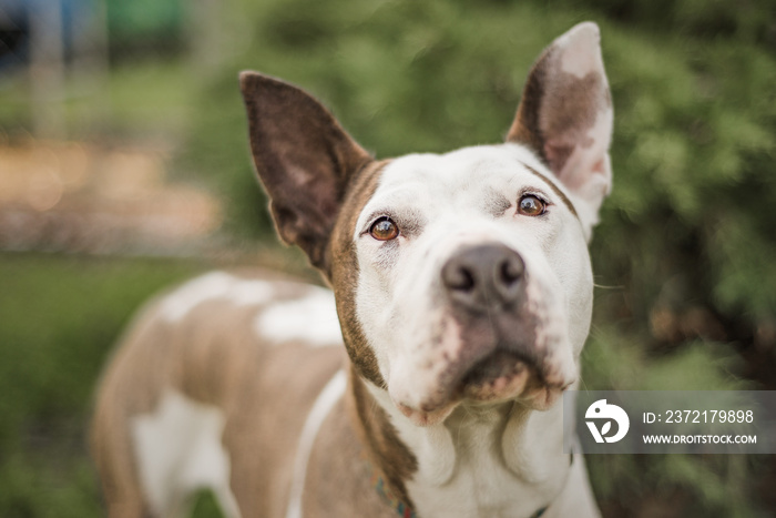 Sweet brown and white Pit Bull mix looks at the camera