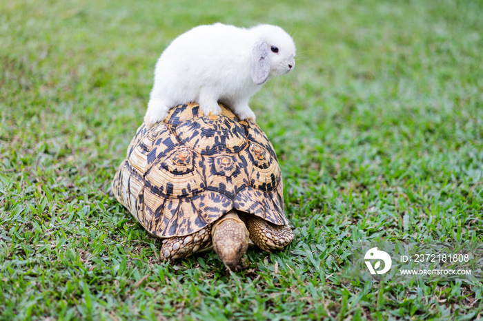 Rabbit on the turtle after completing the race at the garden in the evening.