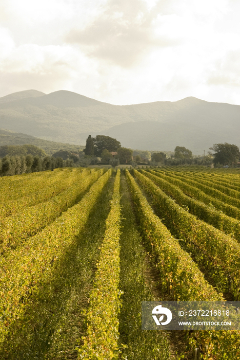Italy, Tuscany, Bolgheri,Panoramic view of the vineyards