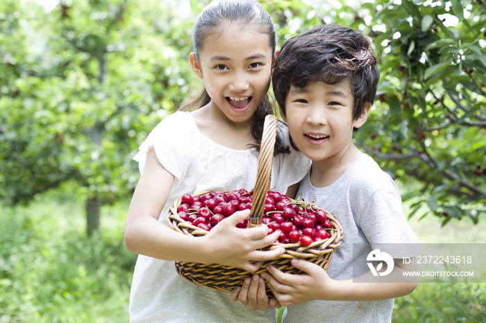 快乐的儿童在果园采摘樱桃