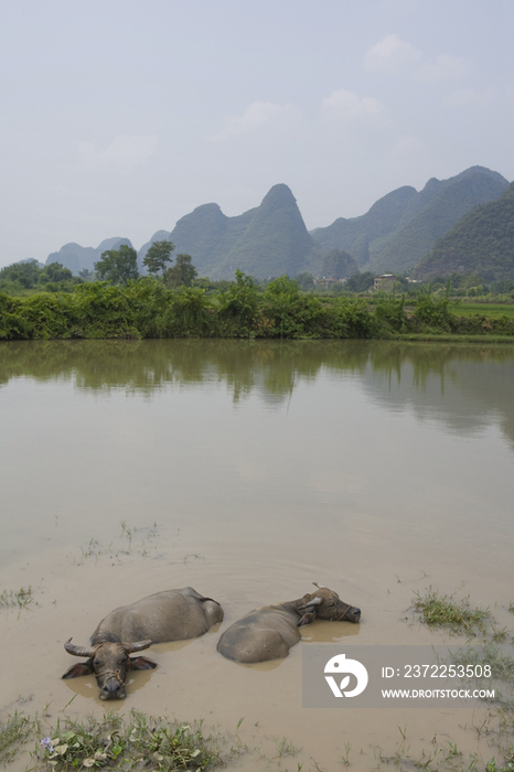 桂林漓江里的水牛