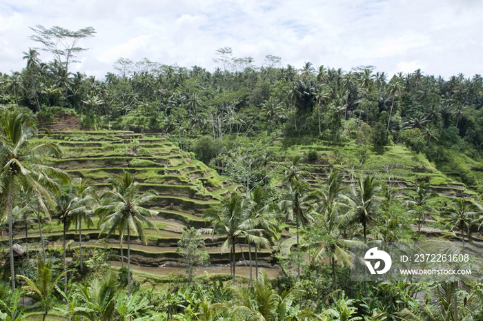 Terraced fields in Tegallalang, Bali, Indonesia