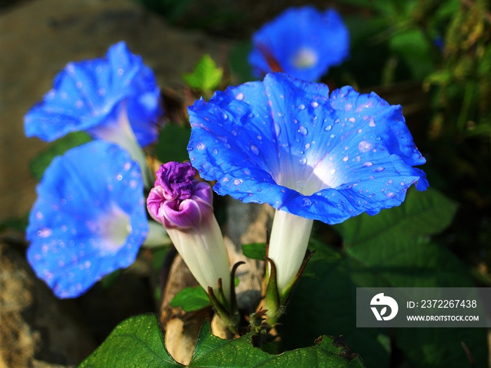 牵牛花