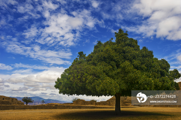 Lush Tree, Monte Alban Ruins, Monte Alban, Mexico