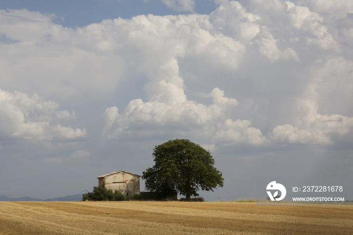 France, Provence, Valensole, Countryside