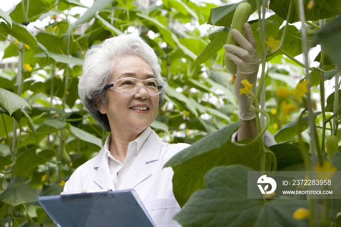 农艺师在现代农庄做科学研究